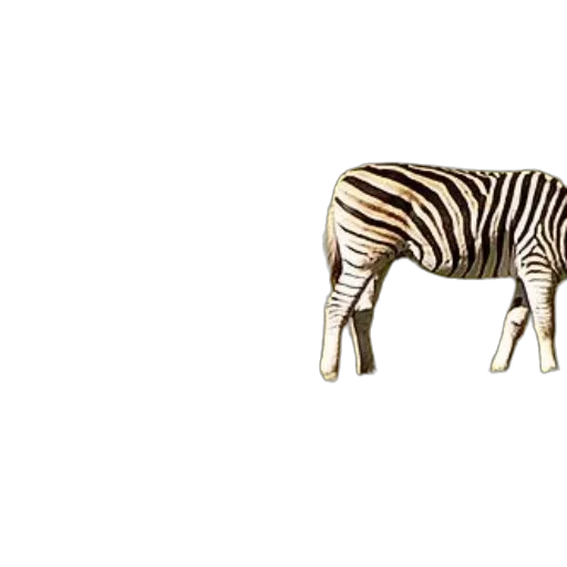 animal, furniture, creature, food transparent PNG cut-out