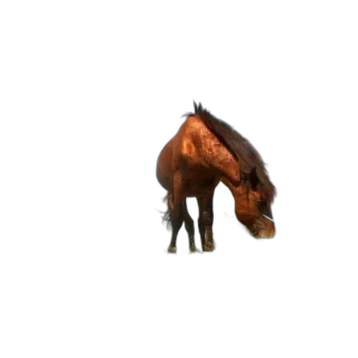 animal, creature, hat, weapon transparent PNG cut-out