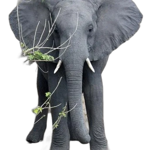 animal, creature, weapon, staff transparent PNG cut-out