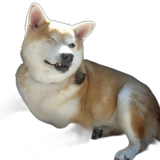 animal, creature, staff, food transparent PNG cut-out