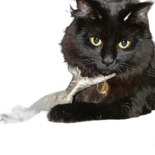 staff, animal, jewelry, creature transparent PNG cut-out