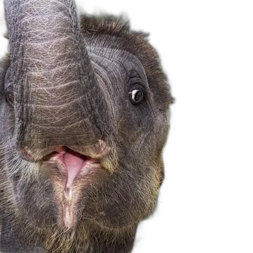 animal, face, creature, hair transparent PNG cut-out