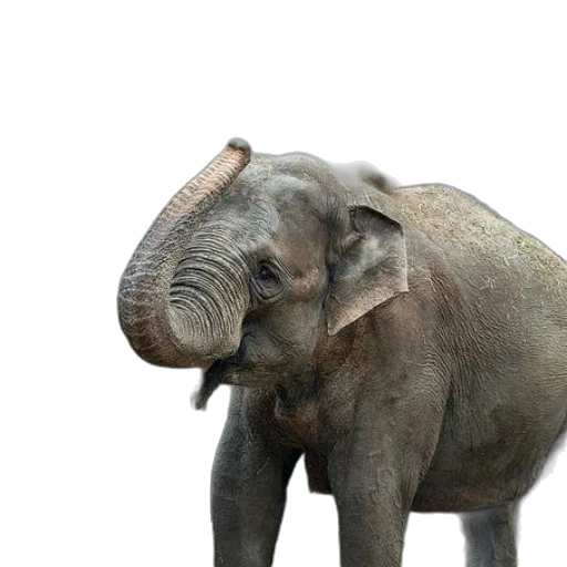 animal, creature, staff, face transparent PNG cut-out