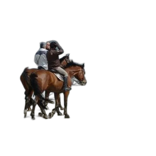 hat, animal, jacket, robot transparent PNG cut-out