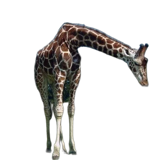 animal, creature, staff, weapon transparent PNG cut-out