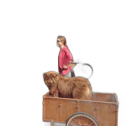 furniture, animal, car, staff transparent PNG cut-out