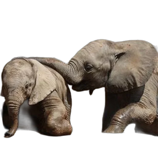 animal, furniture, 3d render, photorealistic transparent PNG cut-out