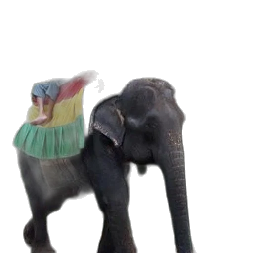 hat, animal, creature, staff transparent PNG cut-out