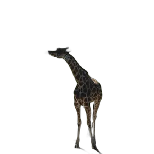 animal, creature, staff, dress transparent PNG cut-out