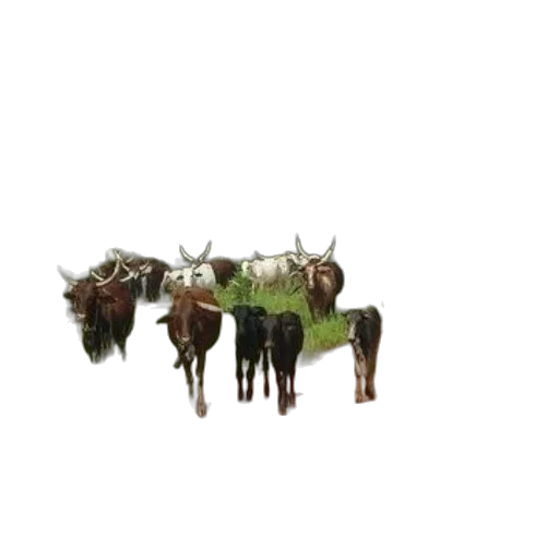 animal, staff, crown, jewelry transparent PNG cut-out