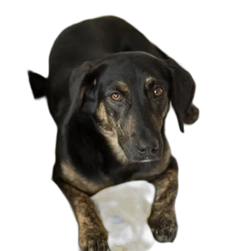 staff, animal, face, umbrella transparent PNG cut-out