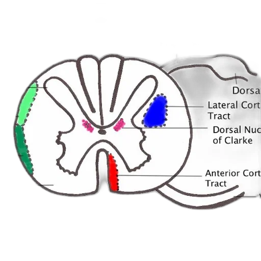 crown, face, diagram, spinal transparent PNG cut-out
