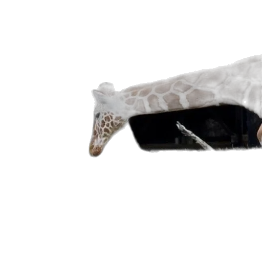 shoes, umbrella, animal, hat transparent PNG cut-out