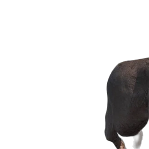 animal, hair, dress, hat transparent PNG cut-out