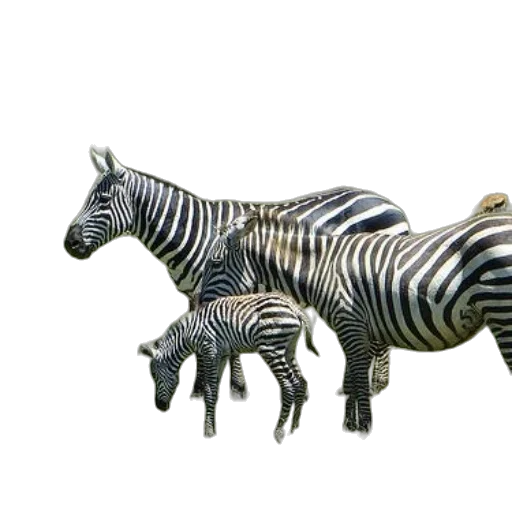 animal, jewelry, creature, furniture transparent PNG cut-out