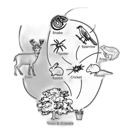 animal, concept art, food, web transparent PNG cut-out