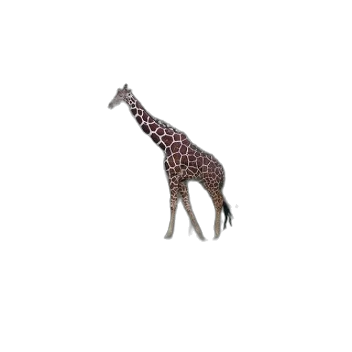 animal, creature, hat, staff transparent PNG cut-out