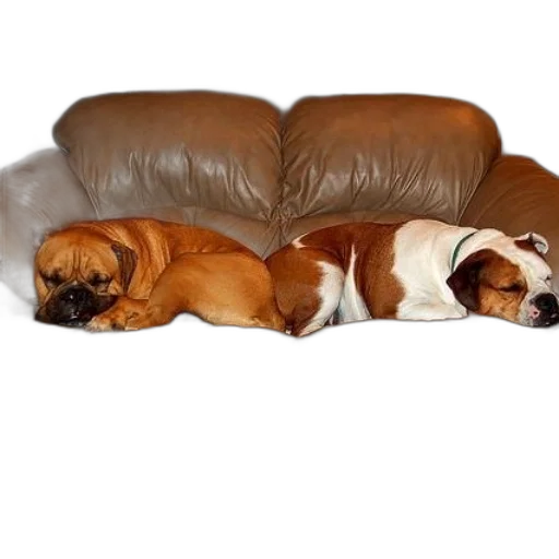 furniture, photorealistic, two, dogs transparent PNG cut-out