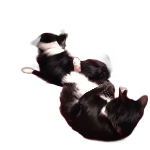 animal, hair, creature, staff transparent PNG cut-out