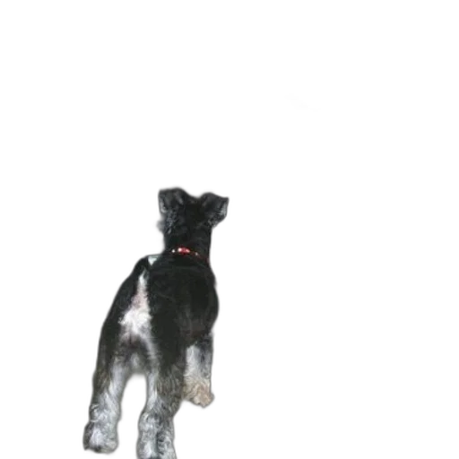 animal, staff, creature, robot transparent PNG cut-out