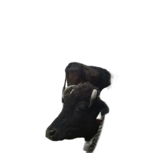 animal, creature, hat, staff transparent PNG cut-out