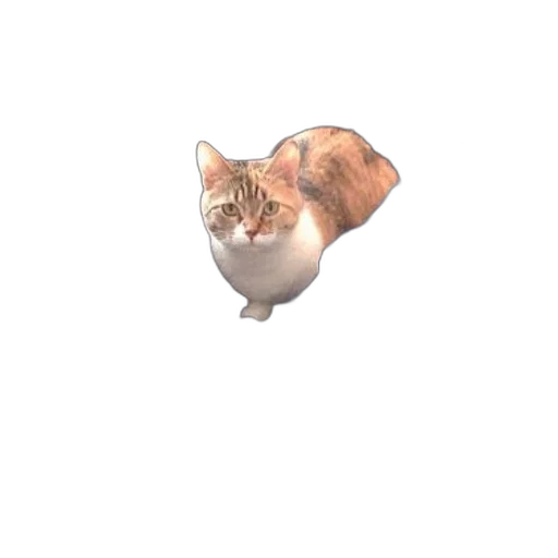animal, creature, hat, staff transparent PNG cut-out