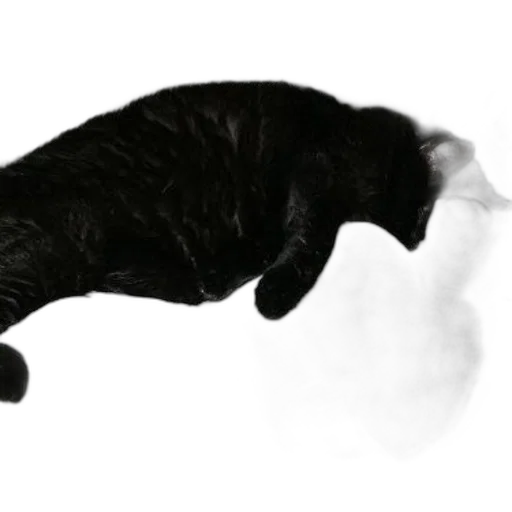 animal, staff, creature, hair transparent PNG cut-out