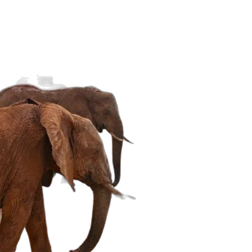animal, concept art, 3d render, elephants transparent PNG cut-out