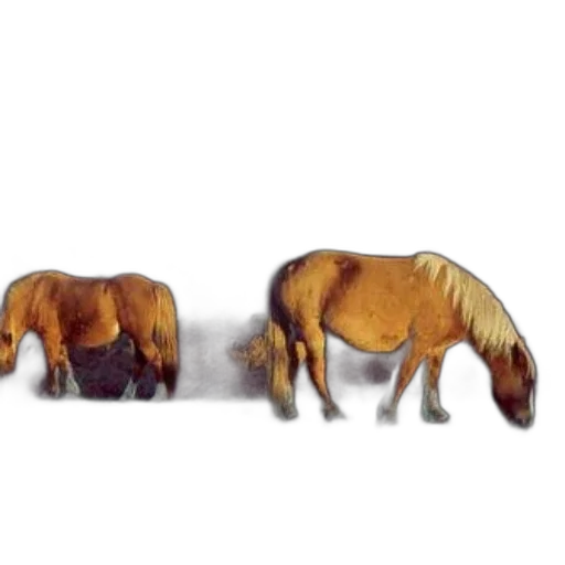 animal, furniture, hair, creature transparent PNG cut-out