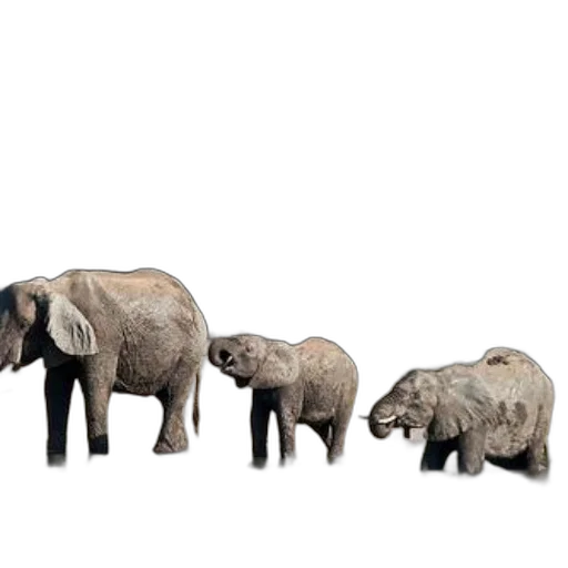 animal, concept art, 3d render, photorealistic transparent PNG cut-out