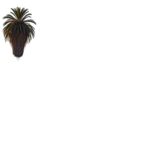tree, hair, hat, animal transparent PNG cut-out