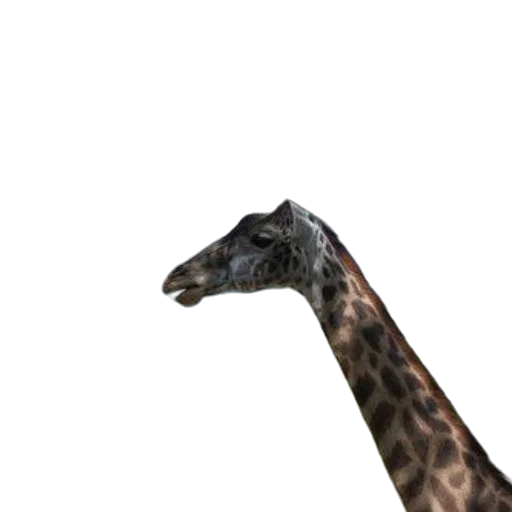 animal, creature, face, staff transparent PNG cut-out