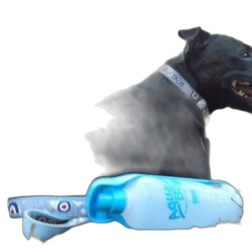bottle, animal, weapon, creature transparent PNG cut-out