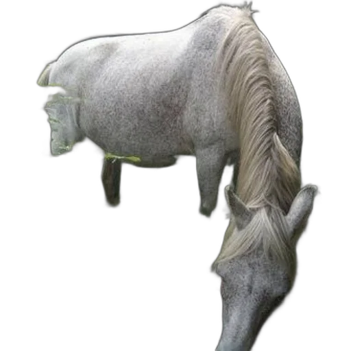 animal, staff, creature, hat transparent PNG cut-out