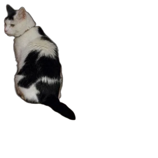 animal, creature, staff, hair transparent PNG cut-out