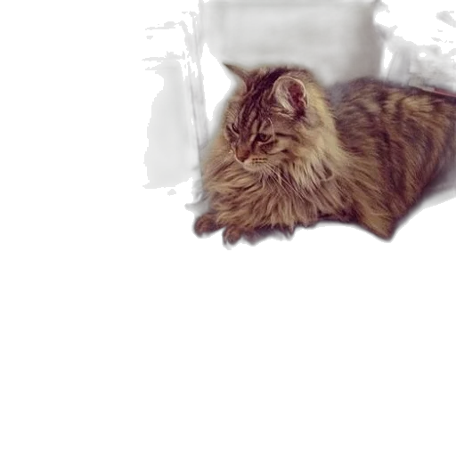 animal, creature, hair, furniture transparent PNG cut-out