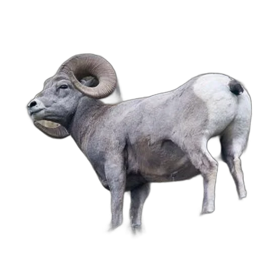 animal, mask, creature, jewelry transparent PNG cut-out
