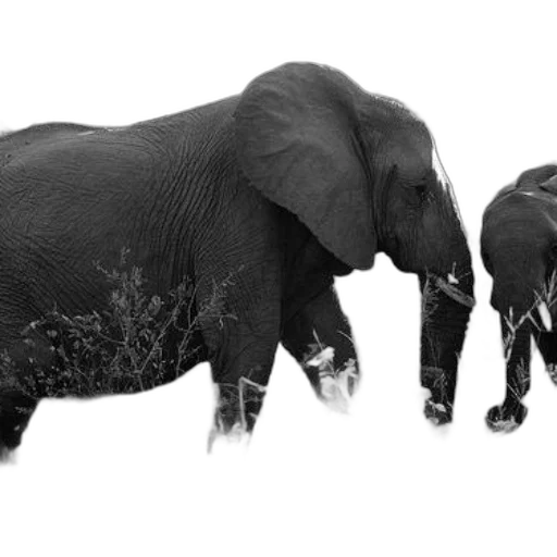 animal, photorealistic, 3d render, concept art transparent PNG cut-out