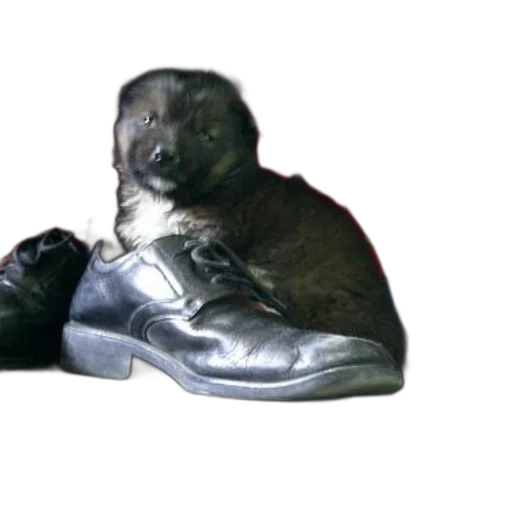 shoes, animal, creature, face transparent PNG cut-out