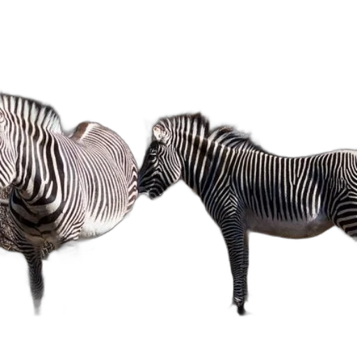 furniture, animal, shoes, jewelry transparent PNG cut-out