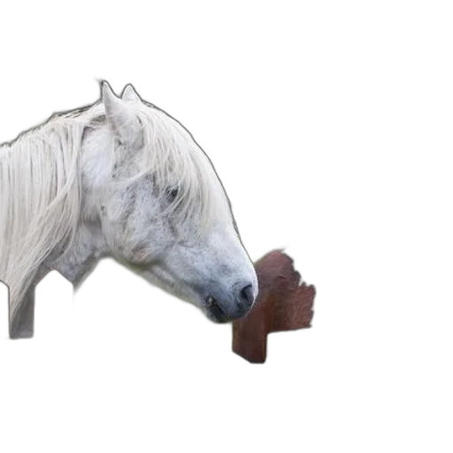 animal, creature, dragon, staff transparent PNG cut-out