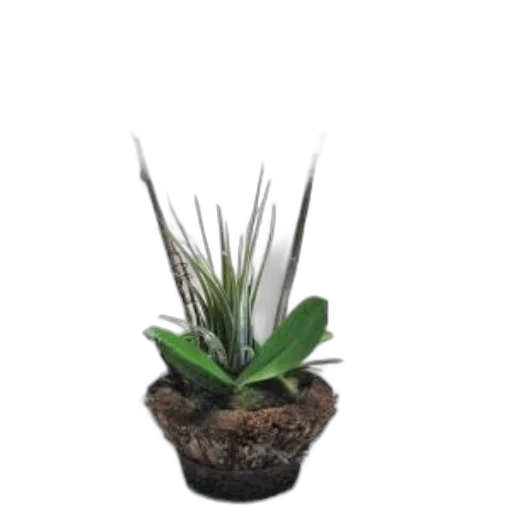 crown, staff, flower, creature transparent PNG cut-out