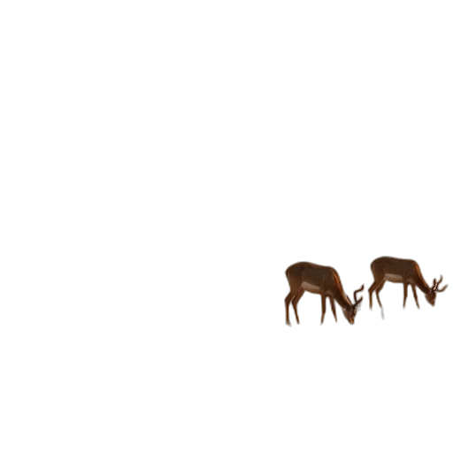 animal, furniture, creature, crown transparent PNG cut-out