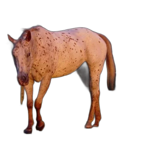 animal, creature, food, staff transparent PNG cut-out