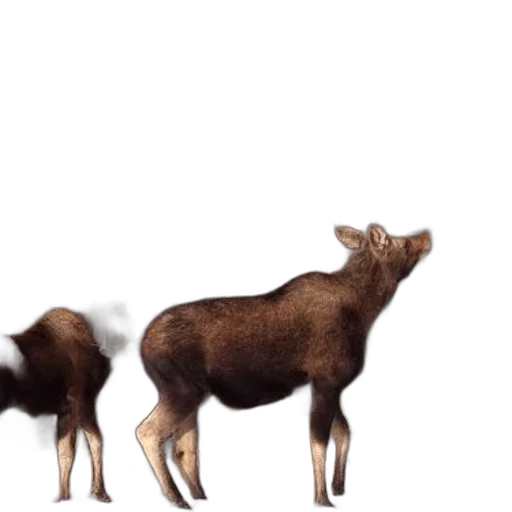 animal, creature, food, 3d render transparent PNG cut-out