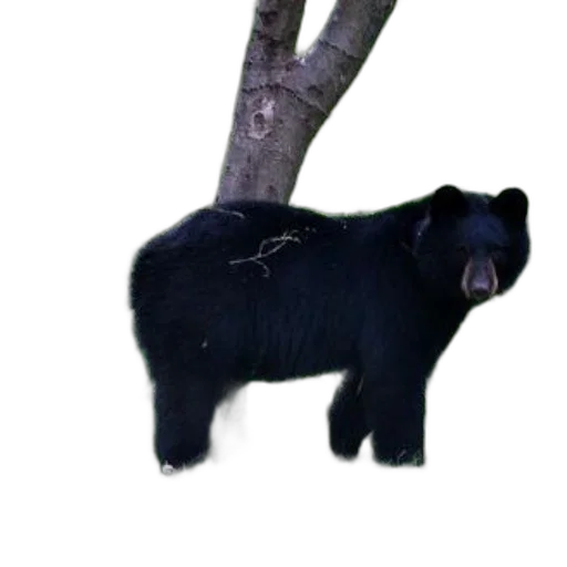 animal, staff, tree, creature transparent PNG cut-out