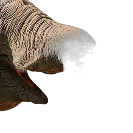 animal, hat, creature, hair transparent PNG cut-out