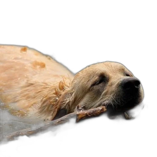 animal, creature, hair, food transparent PNG cut-out