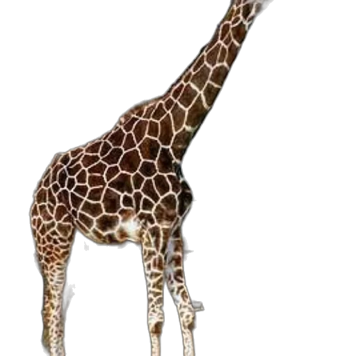 animal, creature, staff, hat transparent PNG cut-out