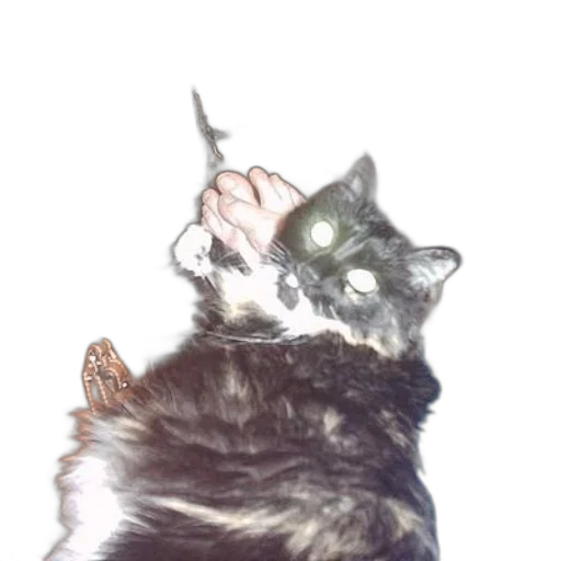 staff, animal, creature, weapon transparent PNG cut-out